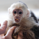 Image for article titled Justin Bieber Refuses to Rescue His Little Orphan Monkey
